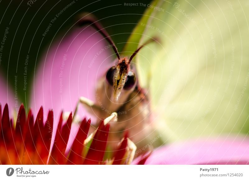 Zitronenfalter I Tier Schmetterling 1 Fressen sitzen gelb bizarr Natur Farbfoto Außenaufnahme Makroaufnahme Menschenleer Tag