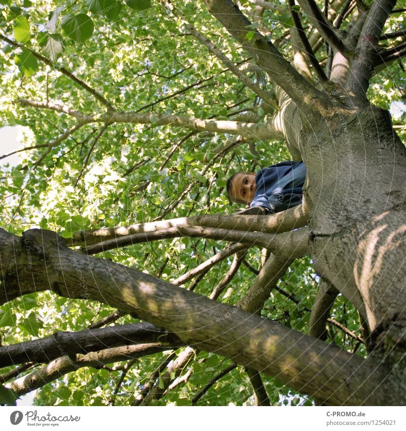 Junge auf Kletterbaum schaut herunter Klettern Bergsteigen Kind Mensch Kindheit 3-8 Jahre 8-13 Jahre Baum Wald Holz bedrohlich gigantisch hoch Neugier grün Mut