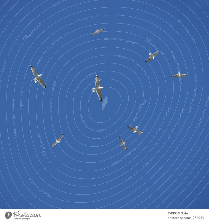 Kreisende kreischende Möwen Tier Wildtier Möwenvögel Schwarm fliegen kreisen Segeln Vogelflug Flügel Himmel himmelblau Wolkenloser Himmel Farbfoto Außenaufnahme