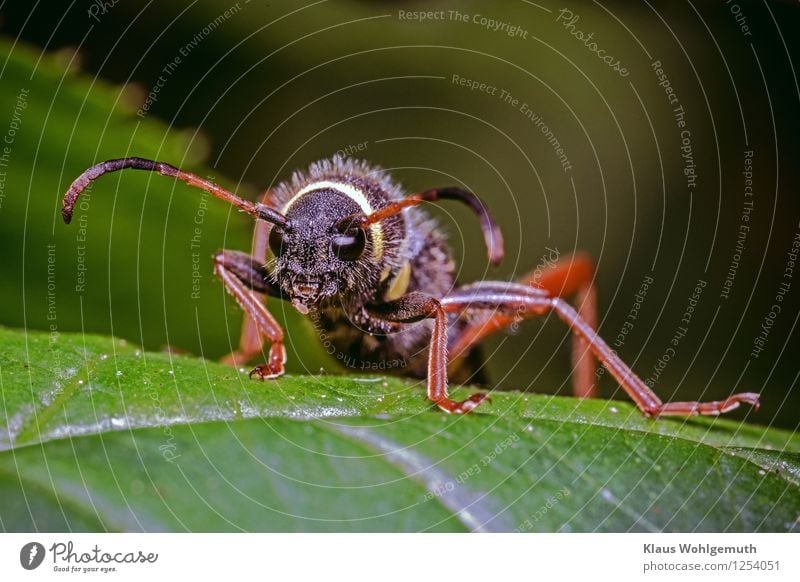 "Böser Blick" Umwelt Natur Tier Sommer Pflanze Grünpflanze Springkraut Park Wald Käfer Tiergesicht Widderbock Fühler Facettenauge 1 sitzen braun gelb grün