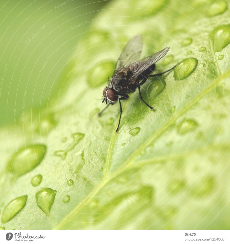 Puck mit nassen Füßen Garten Umwelt Pflanze Tier Wasser Wassertropfen Sommer schlechtes Wetter Regen Sträucher Blatt Insekt Fliege Wildtier 1 frieren sitzen