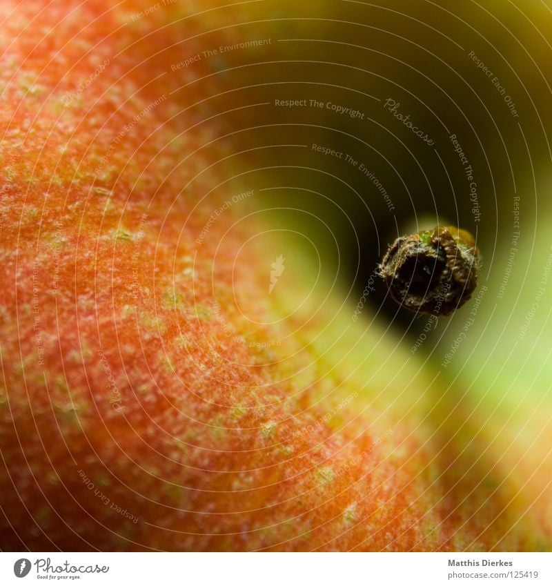 Apfel Farbfoto rund rot Unschärfe Gesundheit Vitamin Vitamin C genießen Snack lecker saftig Saft Vegetarische Ernährung Falte trocken trüb Apfelbaum Obstbaum