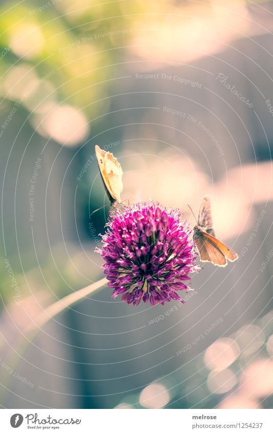 Doppel-Decker Knoblauch elegant Stil Natur Sommer Schönes Wetter Pflanze Blüte Topfpflanze Knoblauchblüte Garten Nutztier Schmetterling Flügel Großes Ochsenauge