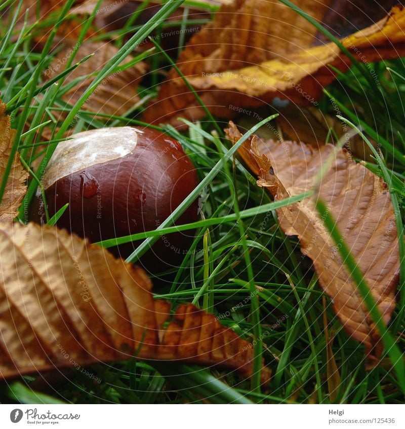 eine reife Kastanie liegt mit Blättern auf einer Wiese Herbst September Oktober fallen braun weiß rund nass Wassertropfen Regen Blatt Stengel trocken Gras Park