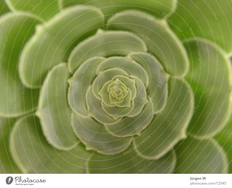 Echeveria Blatt grün Blüte Natur Flower bloom petal