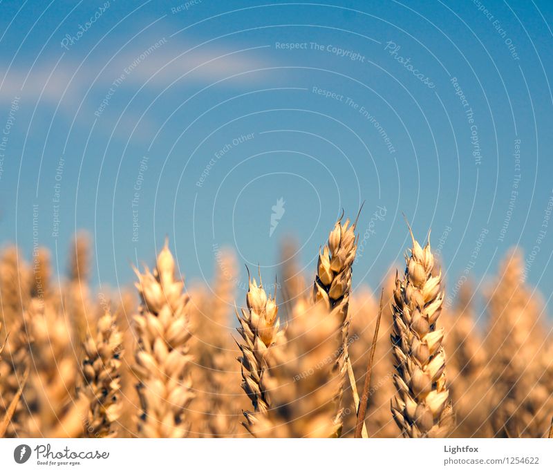 Rogg n Roll Natur Landschaft Pflanze genießen blau gelb gold Zufriedenheit Lebensfreude authentisch Roggen Gerste Feld Feldarbeit Bäcker Brötchen Ernährung