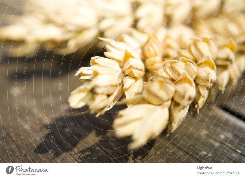 HardKor n Umwelt Natur Pflanze Feld Holz Diät braun gelb gold Roggen Roggenähren Ähren Bäcker Brot Brötchen Holzbrett Sonne Gerste Farbfoto Menschenleer Morgen