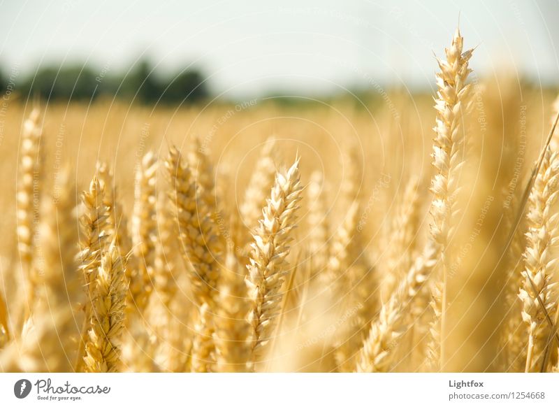 Kornfeld Getreide Teigwaren Backwaren Brot Brötchen Ernährung Essen Frühstück Stil Glück Pflanze Gras Feld Diät atmen wählen genießen Wachstum gelb gold