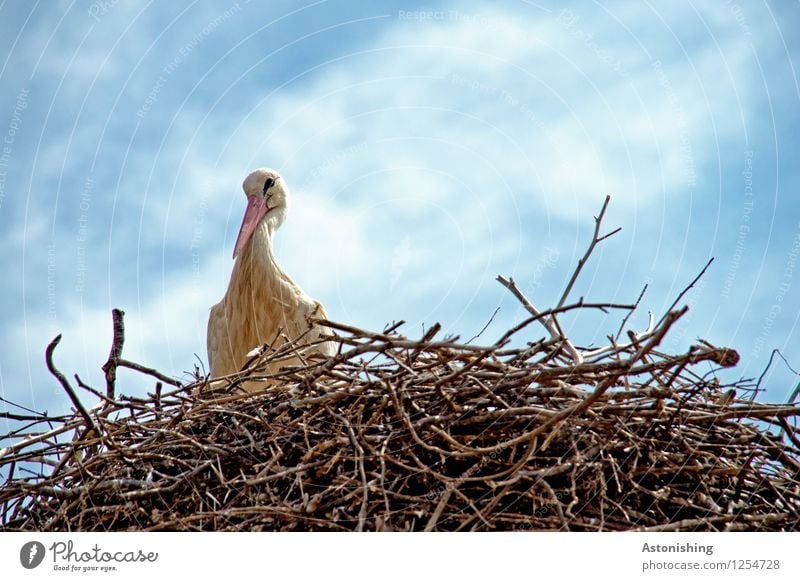 Storch im Nest II Umwelt Natur Tier Himmel Wolken Wetter Schönes Wetter Wildtier Vogel Flügel 1 Holz Blick sitzen groß hoch blau braun weiß Horst Heimat Nestbau