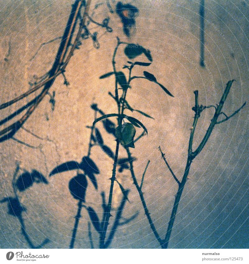 nach dem Sturm Rose Sträucher Blatt Wand trist Stock Beton Zerreißen Märchen träumen Rosengarten Monochrom analog Ferne Haus Wohnung beschnitten Nebel unklar