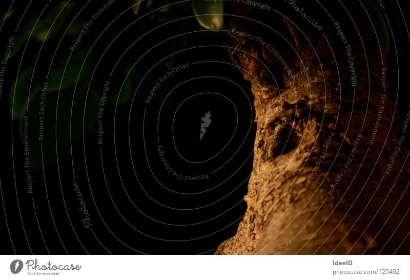 Auge der Natur Baum Bonsai Baumrinde dunkel braun grün gruselig Blatt Blätterdach schwarz Licht Holz Astloch Kruste Makroaufnahme Nahaufnahme Landschaft Loch