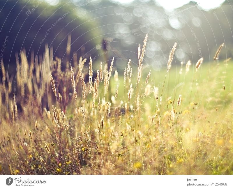 Wiese Umwelt Natur Pflanze Gras natürlich Wärme gelb Warmherzigkeit ruhig Ferien & Urlaub & Reisen 50mm Bretagne Europa Leitz Maël-Pestivien Weide e520