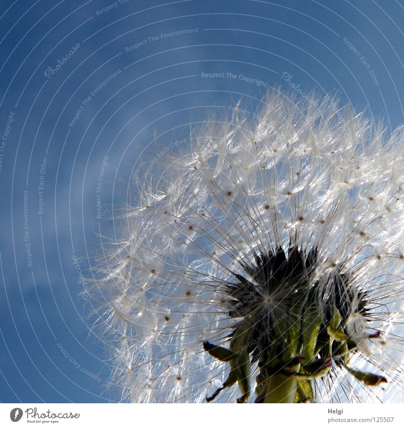 Nahaufnahme einer Pusteblume im Sonnenlicht vor blauem Himmel Blume Löwenzahn blasen mehrere säen Sommer Wolken Pflanze Blühend Wiese Wegrand Wachstum gewachsen