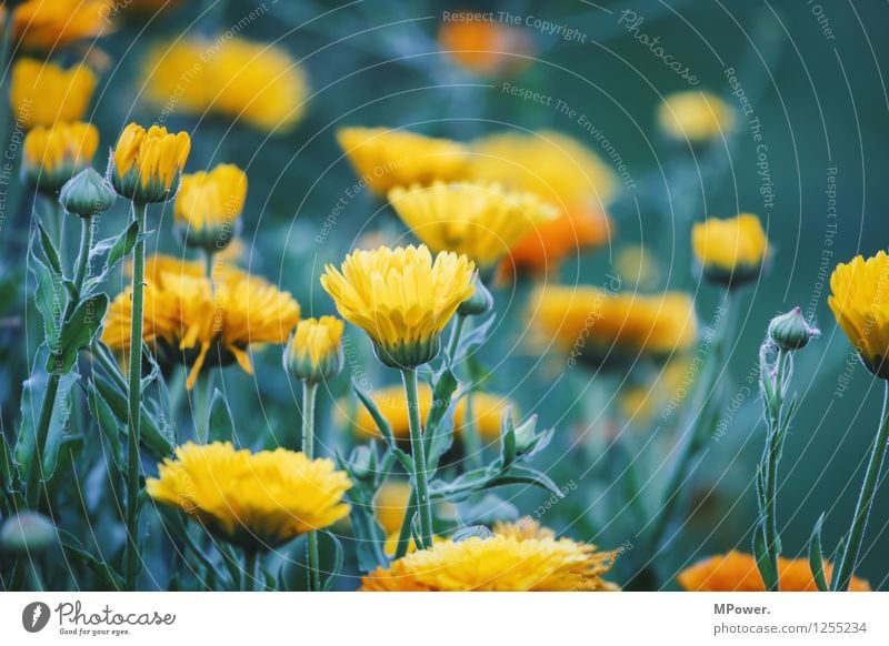 flowerpower Umwelt Natur Pflanze Tier Schönes Wetter Blume Gras Sträucher Blatt Blüte Wildpflanze Garten Park Wiese hell verrückt gelb Blühend Blütenknospen