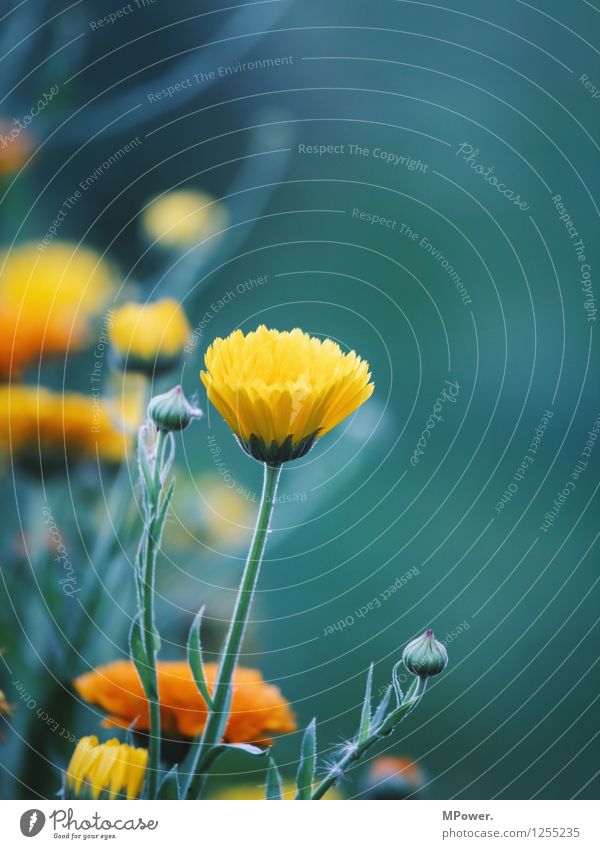 flowerpower Umwelt Natur Pflanze Tier Schönes Wetter Blume Gras Sträucher Blatt Blüte Wildpflanze Garten Park Wiese hell verrückt gelb Blühend Blütenknospen