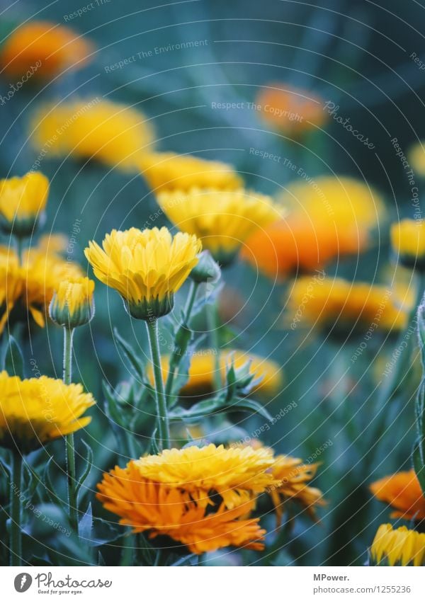 flowerpower Umwelt Natur Pflanze Tier Schönes Wetter Blume Gras Sträucher Blatt Blüte Wildpflanze Garten Park Wiese hell verrückt gelb Blühend Blütenknospen