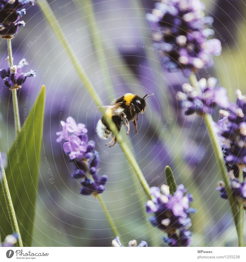 bei der arbeit Umwelt Natur Landschaft Pflanze Tier Sommer Schönes Wetter Blume Gras Sträucher Blatt Blüte Grünpflanze Park Wiese fliegen Hummel Lavendel