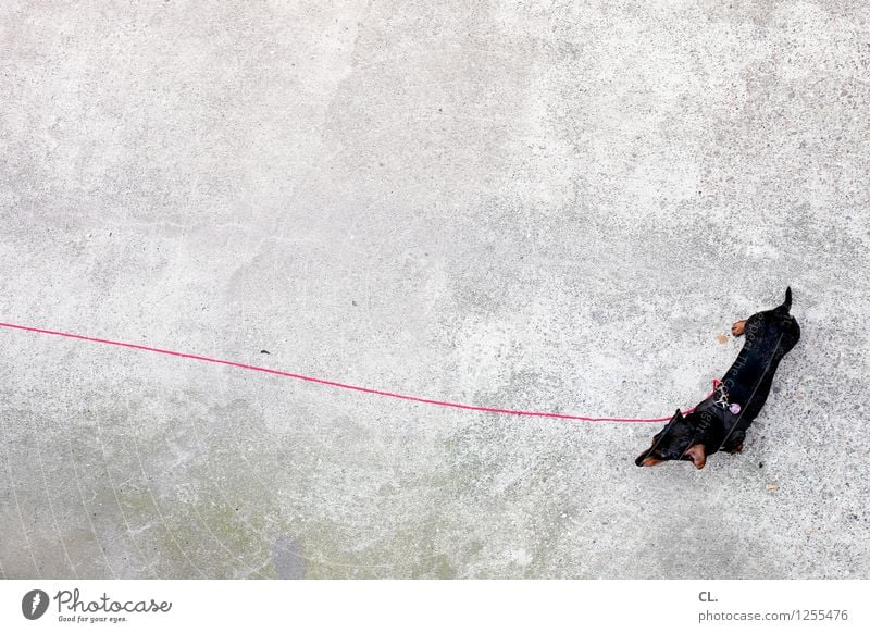 an der langen leine Tier Haustier Hund Dackel 1 Hundeleine Boden warten klein Tierliebe geduldig Farbfoto Außenaufnahme Menschenleer Textfreiraum links