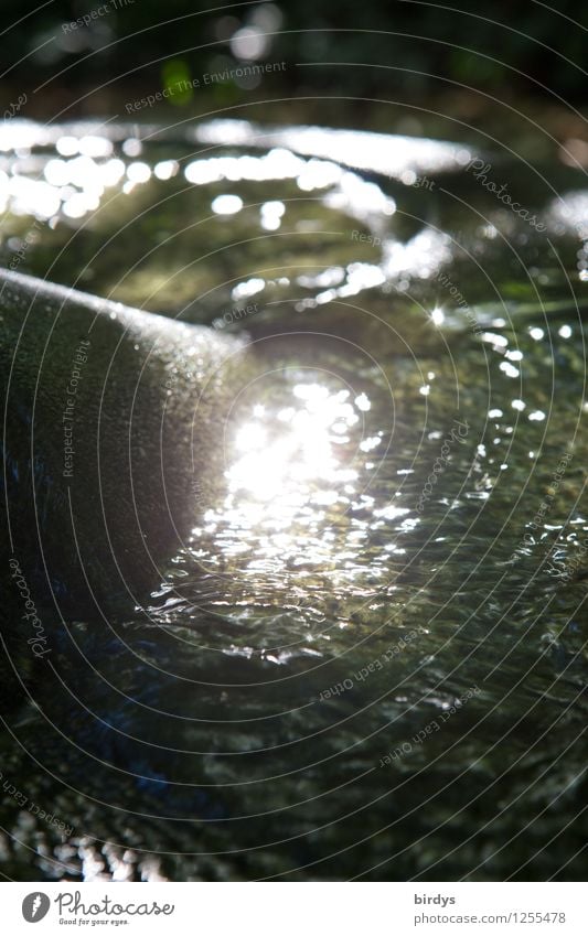 Wasser und Licht Natur Urelemente Bach glänzend leuchten ästhetisch exotisch Flüssigkeit positiv Idylle rein ruhig Unschärfe Stein fließen Farbfoto