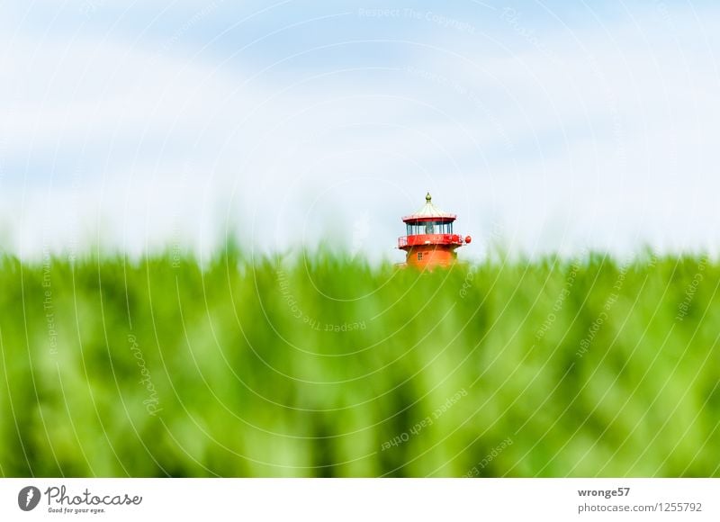 Küstenpilz Landschaft Himmel Horizont Sommer Nutzpflanze Getreidefeld Feld Deutschland Mecklenburg-Vorpommern Europa Turm Leuchtturm Dach Sehenswürdigkeit