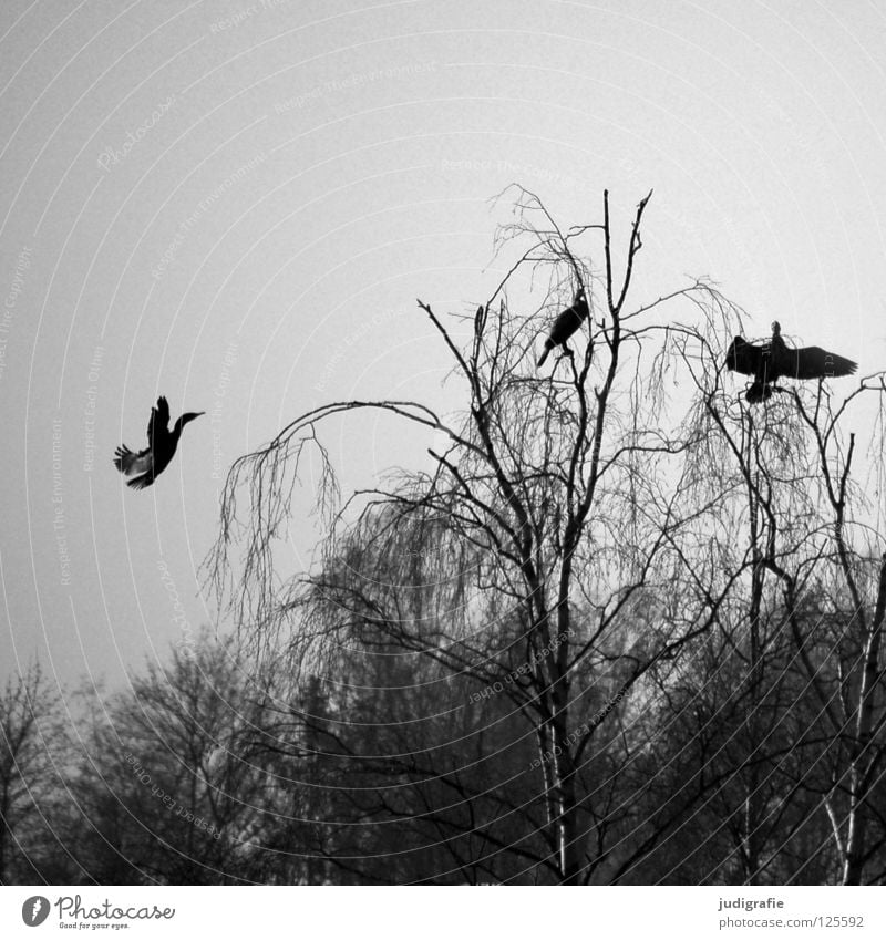 Am Silbersee Vogel Birke Baum Wald Nebel trist grau Kormoran 3 Ruderfüßer See Teich Winter Schwarzweißfoto Himmel sitzen Aussicht Erholung Feder Küste