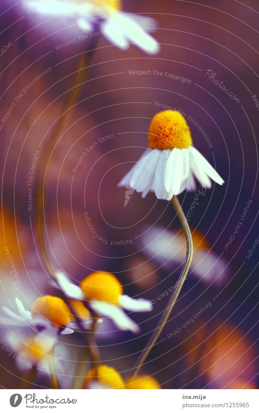 Kamillenblüten II Umwelt Natur Pflanze Sommer Blume Blüte Nutzpflanze Garten Park Wiese Blühend Duft gelb orange weiß Gesundheit Gesundheitswesen Teegewächse