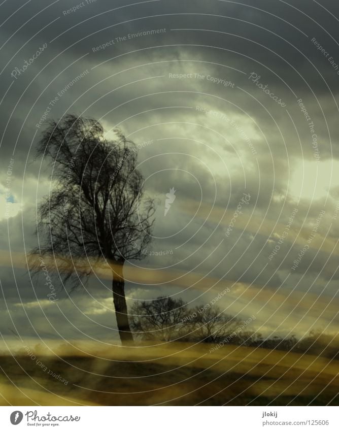 Wetter, Wetter, Wetter... Sturm Baum Pflanze Wachstum Gras Stroh Feld nass Wolken Unwetter Himmel Gegend Froschperspektive Horizont ländlich Emma Wind Natur Ast