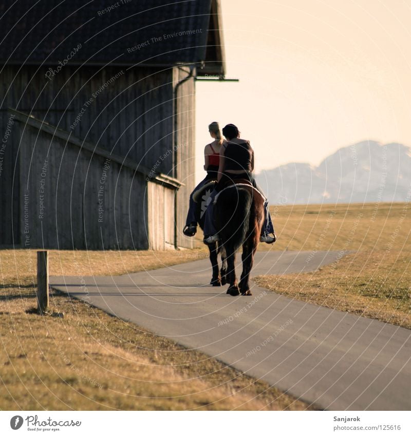 Lucky Luke & Freund Pferd Sonnenuntergang Kaltblut Huf Scheune Licht Freizeit & Hobby Gras Grasland Physik Teer Schwanz Haustier Nutztier Regenrinne Ausritt