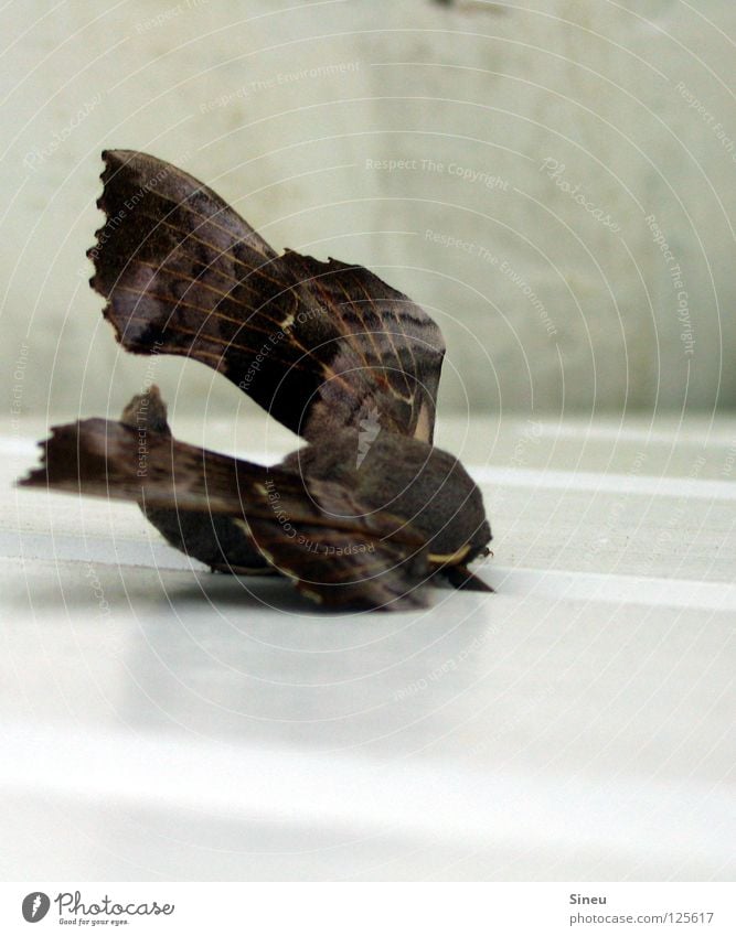 Fell Boing 747 Tier Insekt Schmetterling Motte Chitin Fühler Mandibel Rüssel Facettenauge Pause schlafen Sonnenbad weiß braun grau Gleitflug Bruchlandung