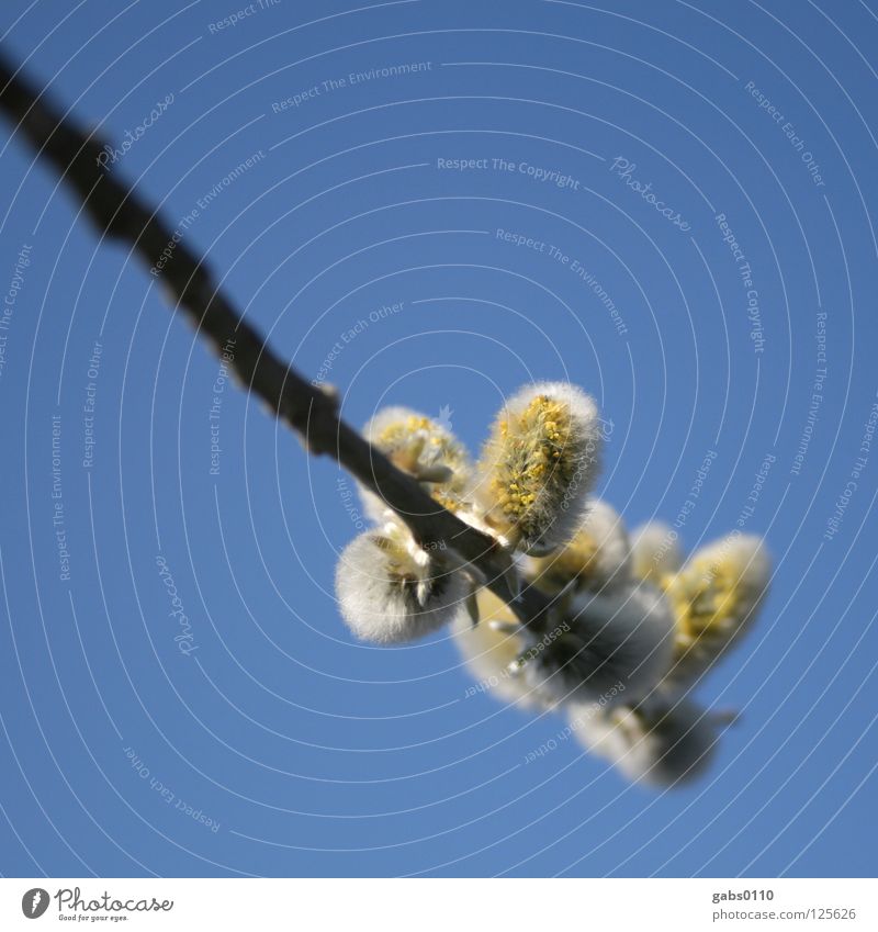 Salix Weidenkätzchen gelb Honig Biene Staubfäden Holz Blüte grau weich Unschärfe himmelblau Frühling Pflanze Salicaceae Himmel Natur Pollen Nektar allergisch