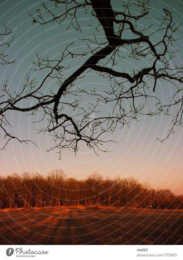 Verdunklungsgefahr Wald Baum Horizont Abenddämmerung Natur Zweig Ast Silhouette Spaziergang irgendwo Außenaufnahme