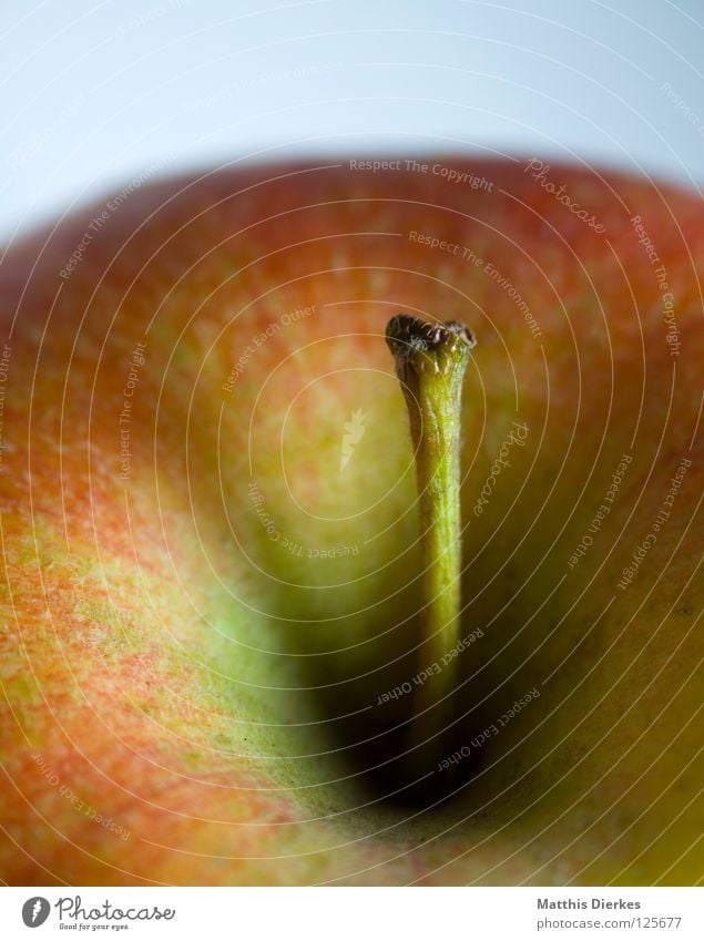 Apfel Farbfoto rund rot Unschärfe Gesundheit Vitamin Vitamin C genießen Snack lecker saftig Saft Vegetarische Ernährung Falte trocken trüb Apfelbaum Obstbaum