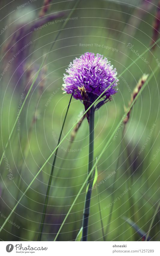 Blume Umwelt Natur Pflanze Sommer Gras Garten Wiese violett Fröhlichkeit Zufriedenheit Lebensfreude Frühlingsgefühle Idylle ruhig Farbfoto mehrfarbig