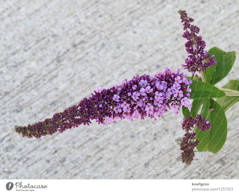 Für Schmetterlinge Pflanze Sträucher Blatt Blüte Sommerflieder Blühend Duft natürlich grau grün violett Farbe Natur Schmetterlingspflanze Doldenblüte