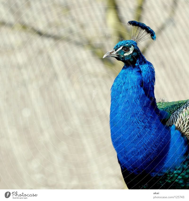 Pfau Tier Wachsamkeit Kontrolle Jäger Jagd krumm 2008 schön Vogel Frieden Vorsicht akai jörg joerg FR-PC Usertreffen februaar mundenhof Freiburg im Breisgau