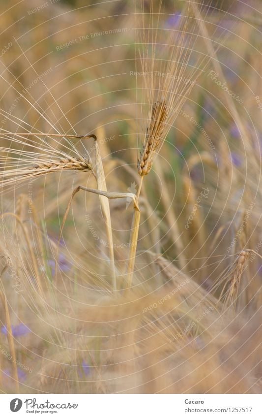 elegantes Getreide Gesunde Ernährung Allergie Sommer Natur Pflanze Nutzpflanze Getreidefeld Gerste Feld ästhetisch braun gold Gesundheit Farbfoto