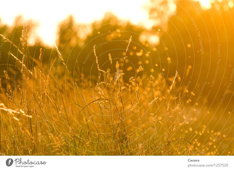 Mückentanz Allergie ruhig Natur Landschaft Pflanze Sonnenaufgang Sonnenuntergang Sonnenlicht Sommer Schönes Wetter Wärme Gras Wildpflanze Pollen Pollenflug