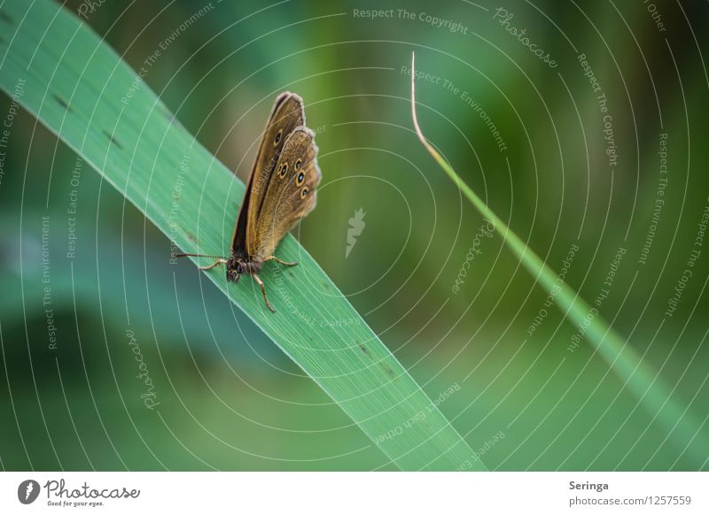 Pause Tier Schmetterling 1 fliegen hängen Farbfoto mehrfarbig Außenaufnahme Nahaufnahme Detailaufnahme Makroaufnahme Tag Licht Kontrast Sonnenlicht