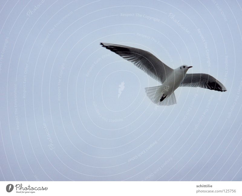 kommt ein Vogel geflogen ... Meer weiß Schwung Möve Himmel fliegen Luftverkehr Freiheit blau Flügel