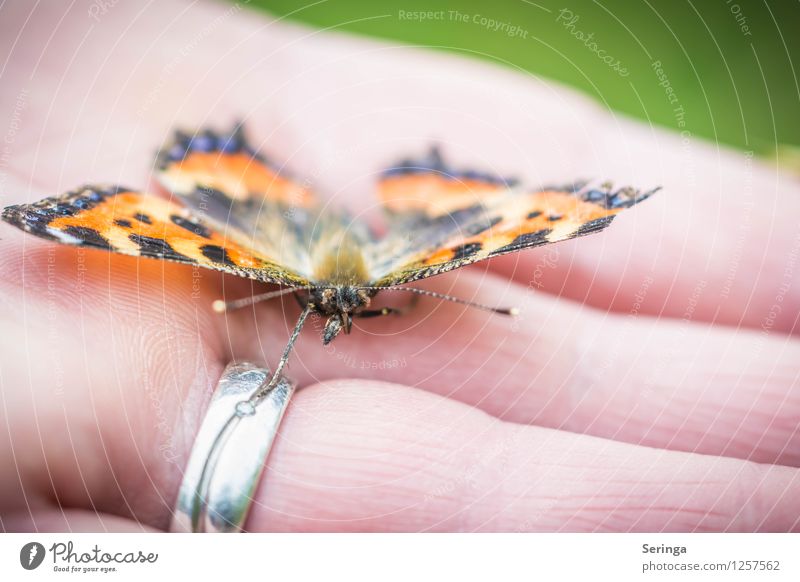 Notlandung Pflanze Tier Schmetterling Tiergesicht Flügel 1 fliegen Farbfoto mehrfarbig Außenaufnahme Nahaufnahme Detailaufnahme Makroaufnahme Tag Licht Kontrast