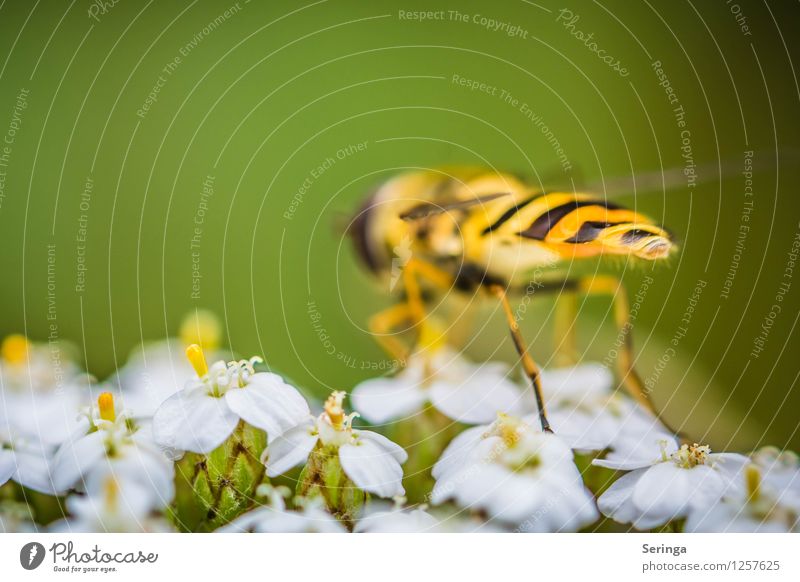 Schwebfliege von hinten Pflanze Tier Fliege 1 Duft entdecken fliegen Farbfoto mehrfarbig Außenaufnahme Nahaufnahme Detailaufnahme Makroaufnahme