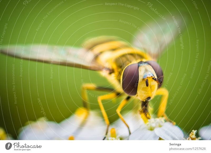 Schwebfliege 1 Pflanze Tier Fliege Tiergesicht Flügel fliegen krabbeln Insekt Farbfoto mehrfarbig Außenaufnahme Nahaufnahme Detailaufnahme Makroaufnahme Tag