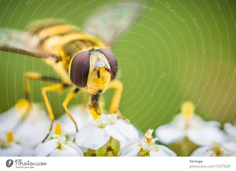 Schwebfliege 2 Pflanze Tier Fliege Tiergesicht 1 fliegen Insekt Farbfoto mehrfarbig Außenaufnahme Nahaufnahme Detailaufnahme Makroaufnahme Tag Abend Licht