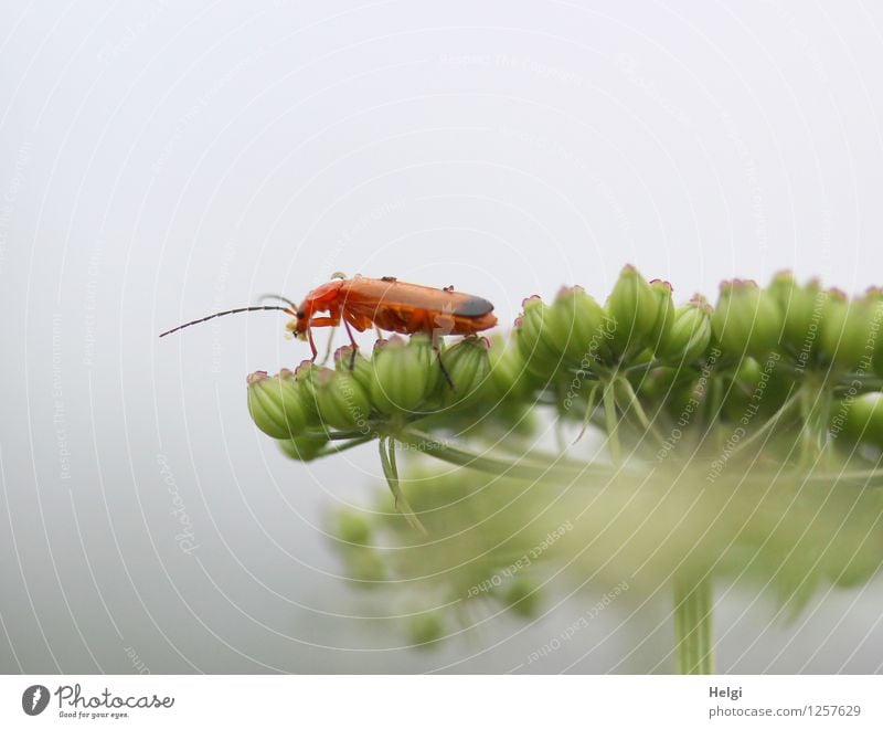 Bockkäfer Umwelt Natur Pflanze Tier Sommer Blume Wildpflanze Park Wildtier Käfer 1 Fressen krabbeln authentisch einzigartig klein natürlich braun grau grün