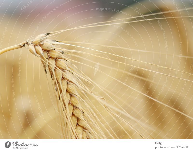 habe die Ähre... Lebensmittel Getreide Umwelt Natur Pflanze Sommer Schönes Wetter Nutzpflanze Gerste Gerstenähre Gerstenfeld Kornfeld Feld dehydrieren Wachstum