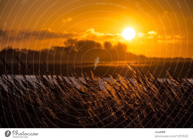 Sonnenuntergang am Riedensee Erholung Ferien & Urlaub & Reisen Landschaft Wasser Küste Romantik Idylle Schilfrohr Mecklenburg-Vorpommern Buk Kühlungsborn Himmel