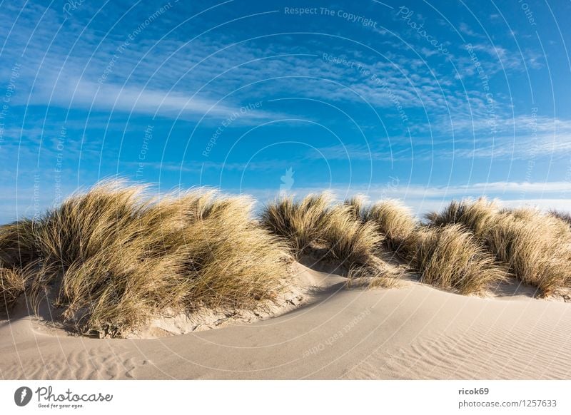 Düne an der Ostsee Erholung Ferien & Urlaub & Reisen Strand Meer Natur Landschaft Sand Wolken Wind Sturm Küste Tourismus Dünengras Warnemünde Rostock