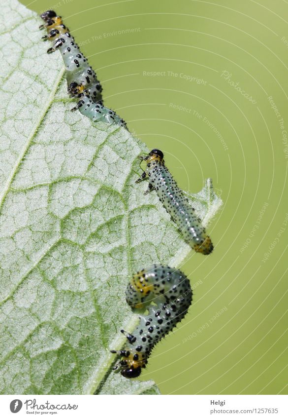 gefräßiges Völkchen... Umwelt Natur Pflanze Tier Sommer Blatt Blattadern Garten Raupe 3 Tierjunges Fressen krabbeln authentisch Zusammensein einzigartig klein