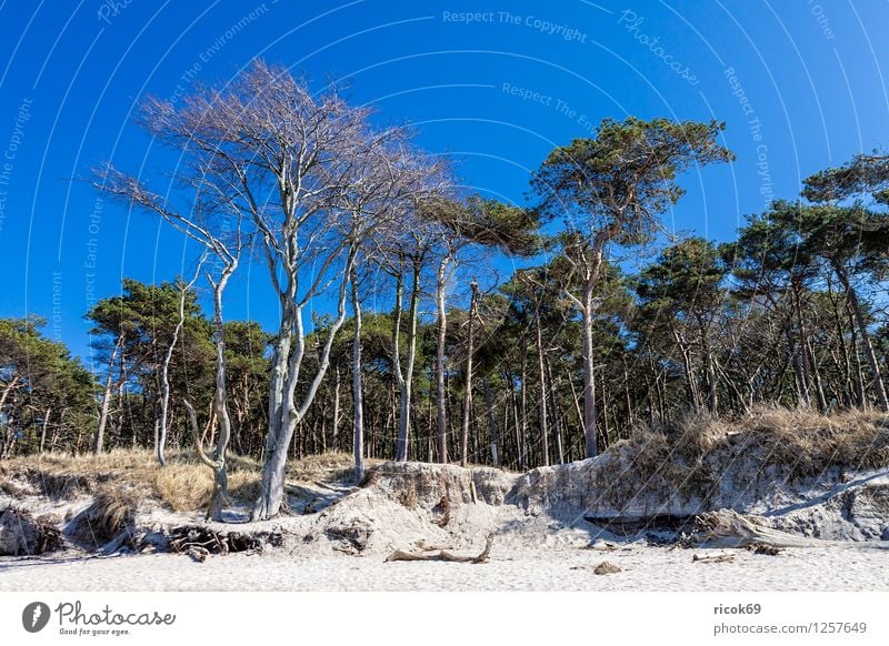 Küstenwald an der Ostsee Erholung Ferien & Urlaub & Reisen Strand Meer Natur Landschaft Sand Wolken Baum Wald Holz blau Romantik Idylle Weststrand Ostseeküste