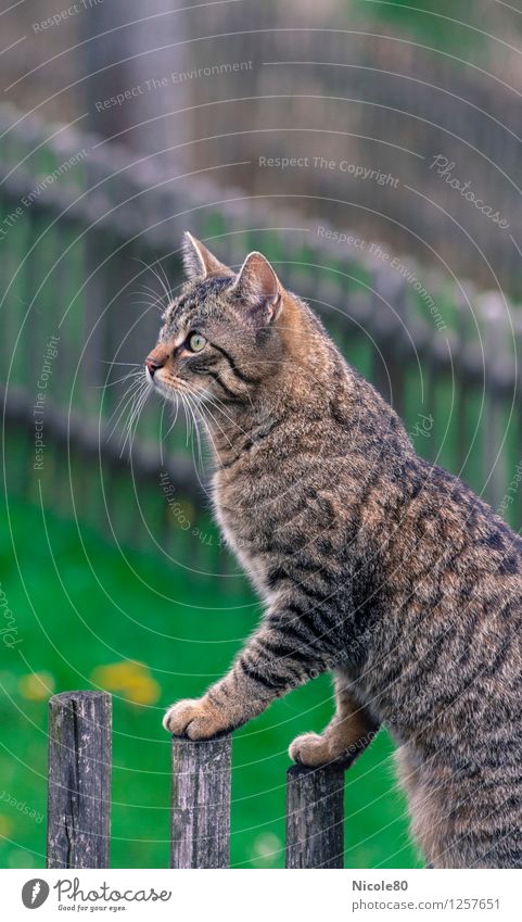 Kater Clemens auf der Pirsch Haustier Katze 1 Tier Wachsamkeit beobachten Hauskatze Tigerfellmuster Blick Gartenzaun Farbfoto Außenaufnahme Menschenleer